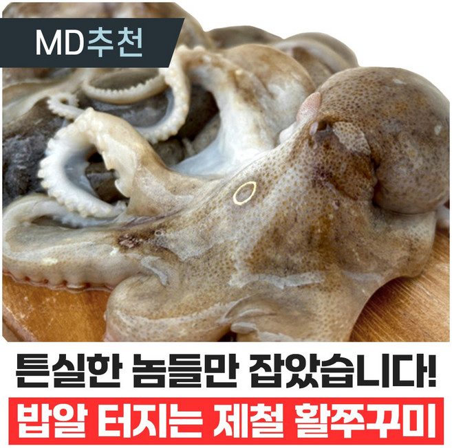 [산지직송] 새벽조업 쭈꾸미 제철 서해안 봄 활 생물 알 국내산, 1kg, 1개