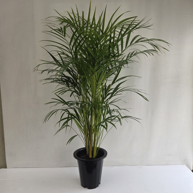 아레카야자 아래카야자 전체크기 130cm 이상, 1개