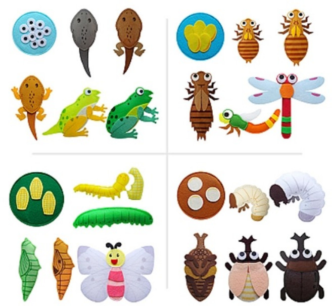 (청양) 교육자료 동물 의 한살이 (옵션) 성장과정 개구리 펠트완성품 환경, 장수풍뎅이