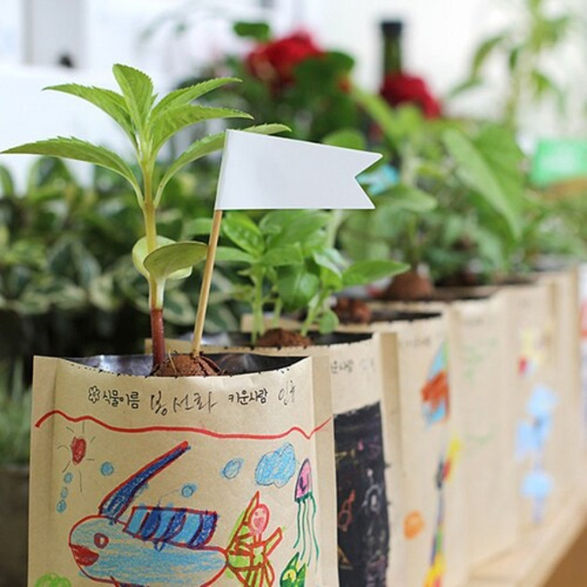 종이봉투화분, 단품, 6. 패랭이꽃