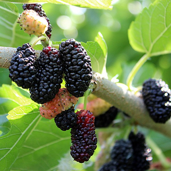 2025년 햇오디 오디생과(급냉) 과상오디 10kg, 1개