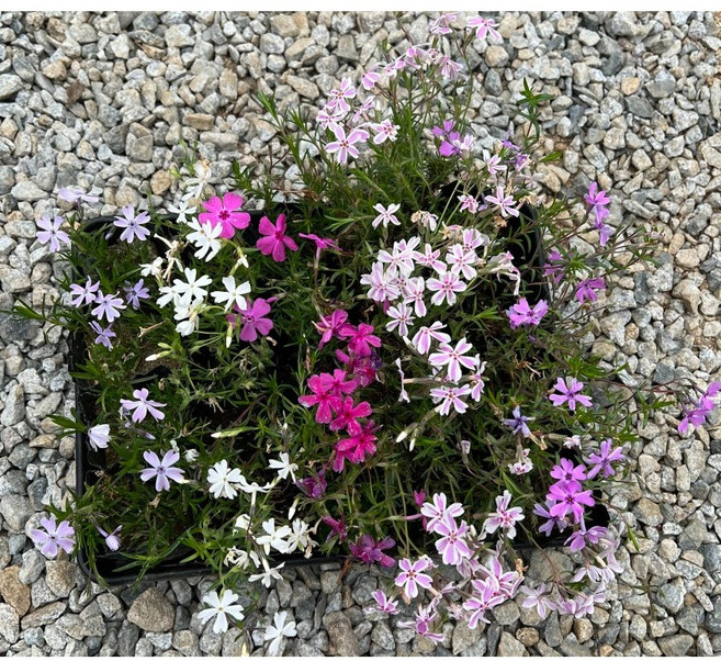 골드씨드 꽃잔디 5종 꽃피는 야생화 패랭이 노지식물 월동식물 실외조경 봄꽃 봄꽃조경 봄에피는 꽃, 흰색, 1개