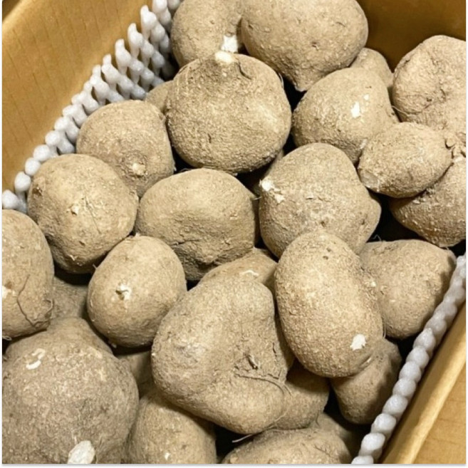 [산지직송] 국내산 달큰하고 아삭한 영양만점 히카마 멕시코감자 얌빈 슈퍼푸드, 1개, 5kg