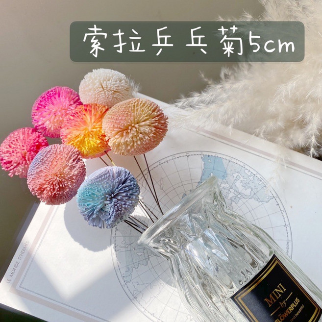 MINI by FLOWERPLUS 索拉乒乓菊 蓪草花 拍照道具乾燥花束 新娘捧花, 繽紛漸層色系