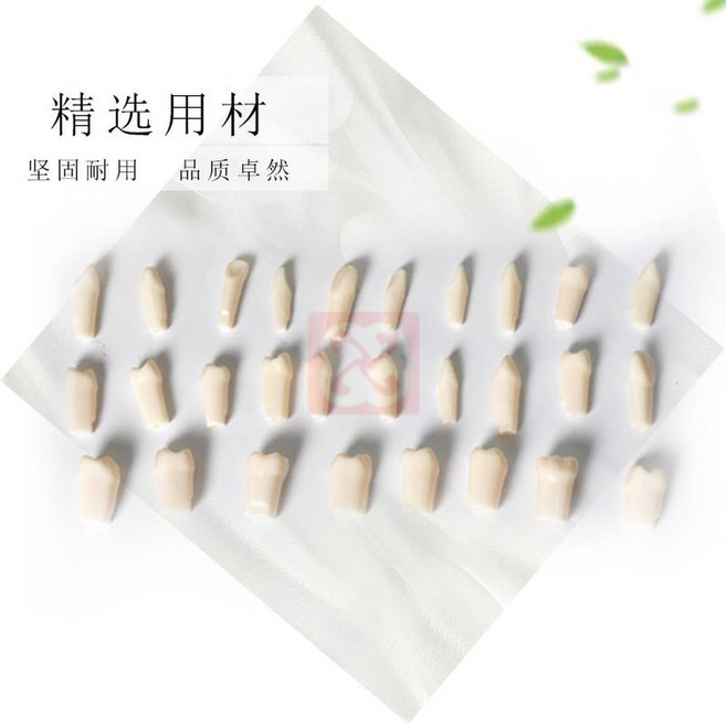 치과재료 가짜이빨 임시치아 28개 치과용 고정 치아 연습용 의치 나사 탈착식 개별 나사형 레진 타이포돈 모델, 수지 10개 이상, 1개