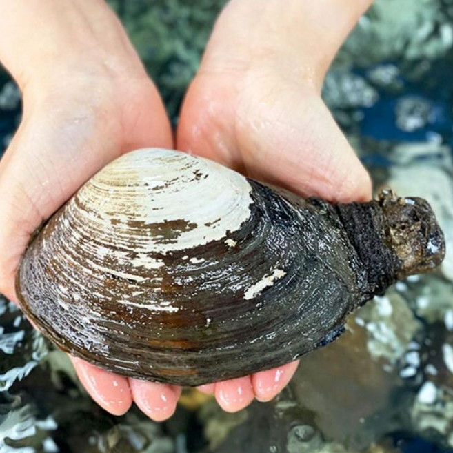 남해안 자연산 생물 우럭조개, 1개, 3kg 36미내외