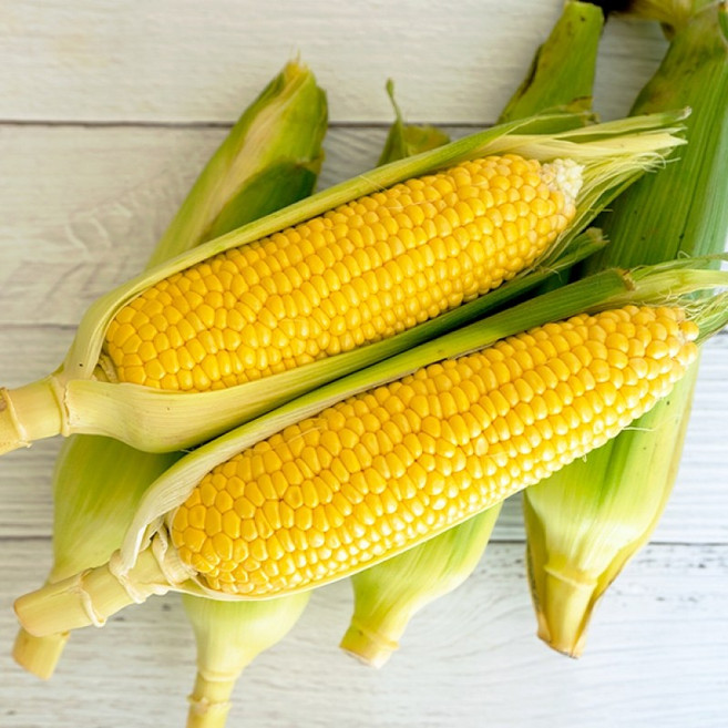 제주 초당옥수수 특품(15cm이상) 20개입, 1개, 단품