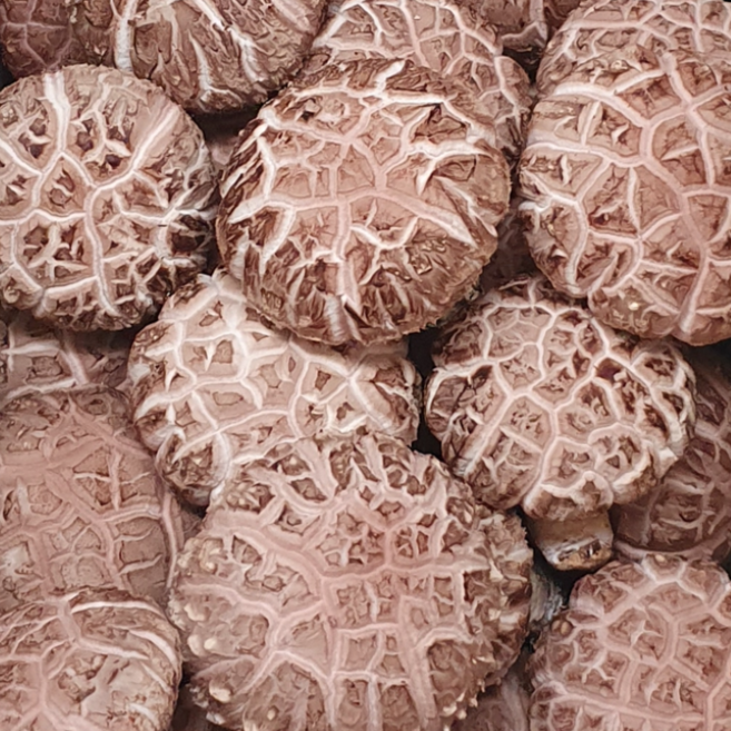 산지직송 도담 생표고버섯 못난이 3kg, 1박스, [P] 못난이 3kg