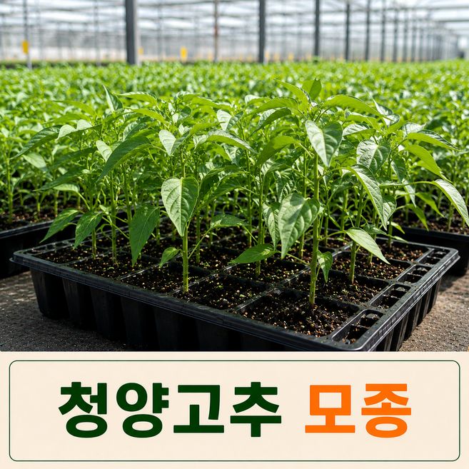 [팜톡톡 직영] 청양고추 모종 5주 매운고추모종 베란다 텃밭 주말농장 화분 재배용 채소모종, 5개