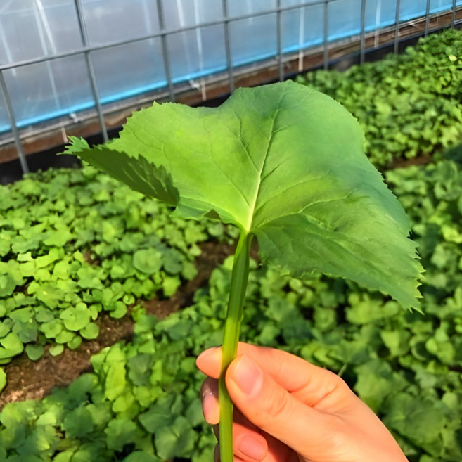 강원도 곰취 곰달비 곤달비 당일수확 500G 1KG, 1개