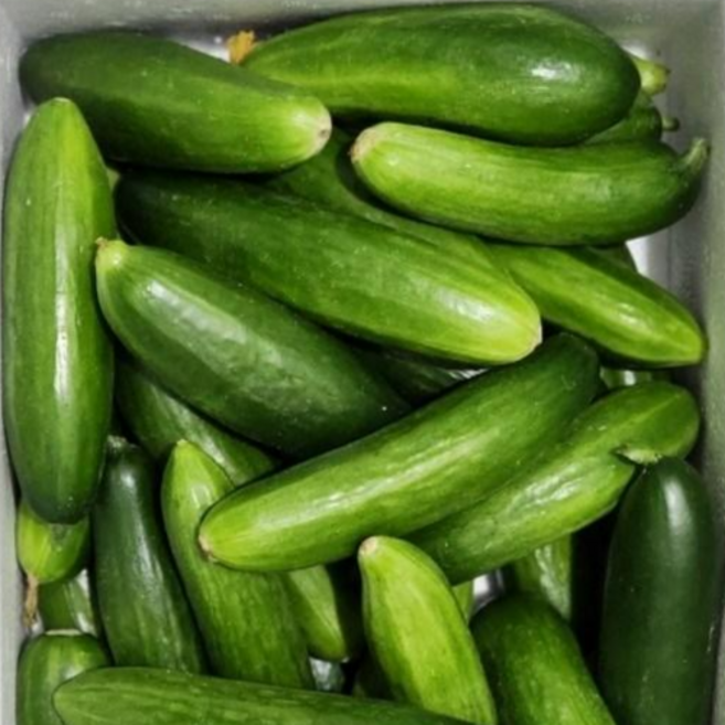 GAP인증 못난이 미니 스낵오이 피클용오이 2kg, 1개