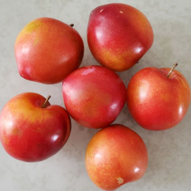 자두나무 묘목 대석 자두묘목 3년생 결실주, 대석 자두나무 분묘 3년생 결실주, 1개