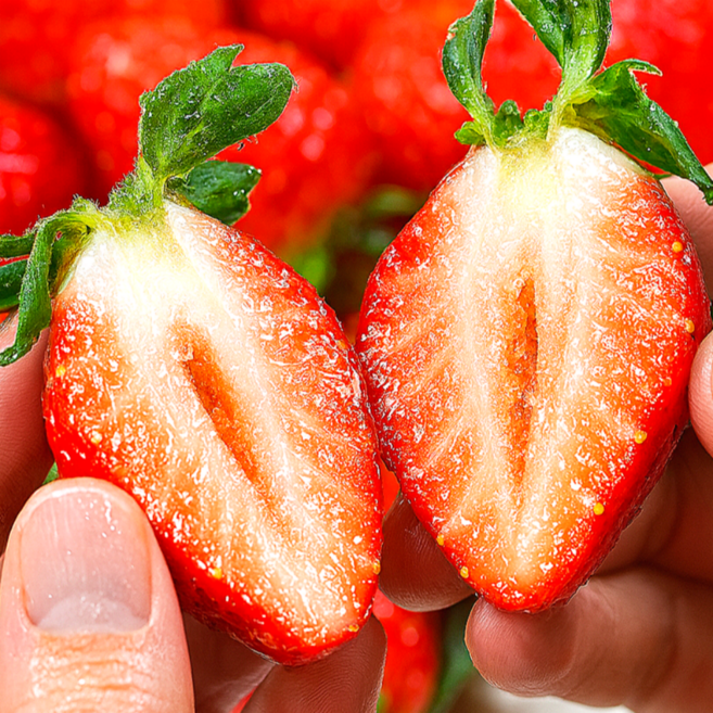 [12월완판초특가] 산지직송 당도선별 생딸기 설향딸기, 1박스, 350g