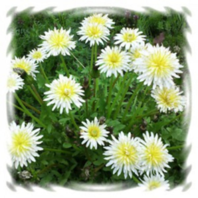 [꽃씨]민들레, 화이트 단델리온 : 10립, 1개