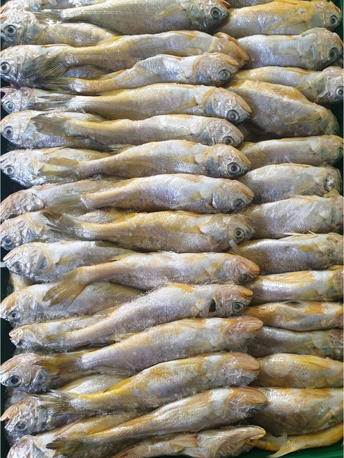 영광 법성포 급냉 생 참조기 가정용 식당용 생물 생조기, 1세트, 급냉 생 참조기 15kg내외(215미내외)