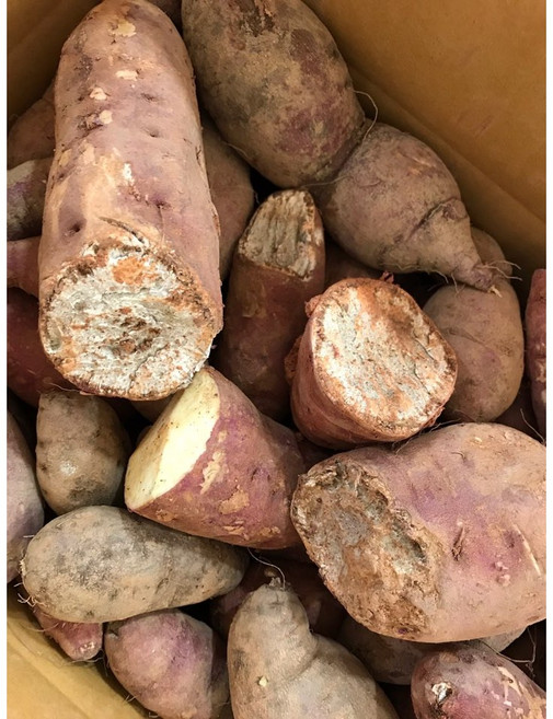 꿀줄줄 꿀 고구마, 1박스, 꿀&호박 랜덤 못난이 10kg