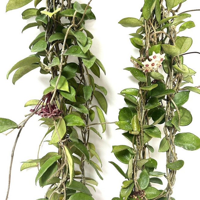 소담꽃농원 호야 카노사 1+1랜덤색상 걸이형 키우기쉬운식물 덩굴 실내조경, 2개, 랜덤컬러