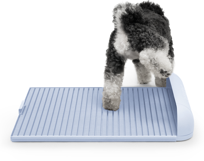 독톡 강아지 배변판 패드필요없음, 라이트블루, 1개