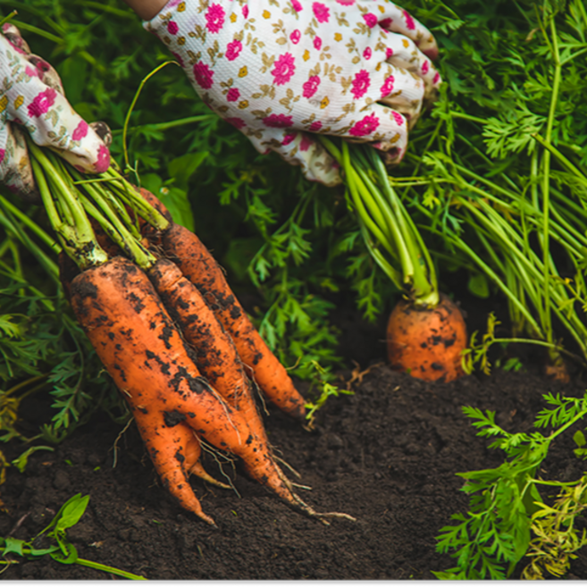 [산지직송] 제주산 당근 특품 구좌당근, 1개, 10kg (중)