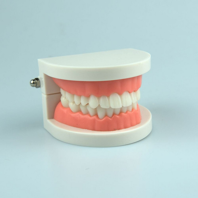 교육용 치아모형 g9g+868yJ