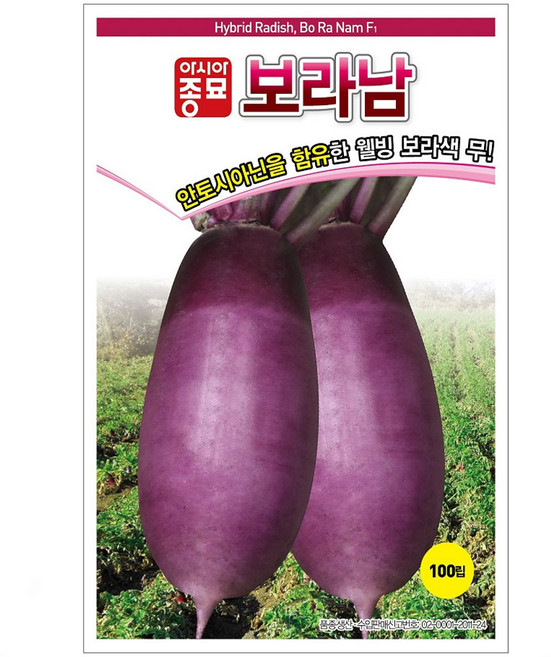 보라남 자색무 씨앗 100립 안토시아닌 함유 보라색 가을 무씨 종자, 1개