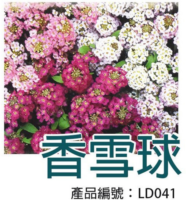 醬米資材 DIY種子栽種 香雪球 迷你盆栽 療癒盆栽 居家裝飾, 1個