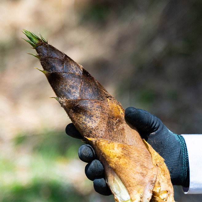 경남 대밭고을 햇죽순 생죽순 삶은죽순, 생 죽순 5kg, 1박스