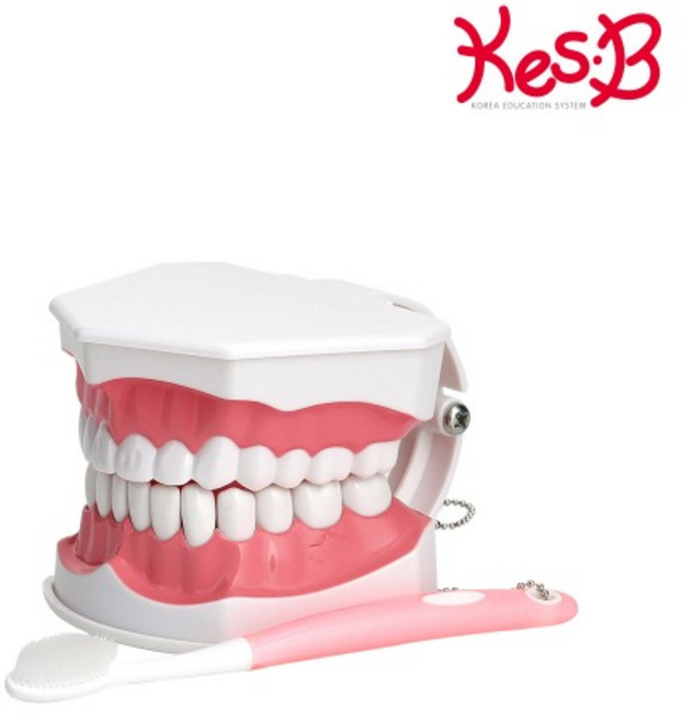 어린이 양치습관 칫솔질교육 이가빠지는치아모형 치과 교구 이닦기 학습, 1개