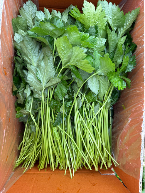 참나물 4kg 1박스 (농장 당일수확/당일발송)