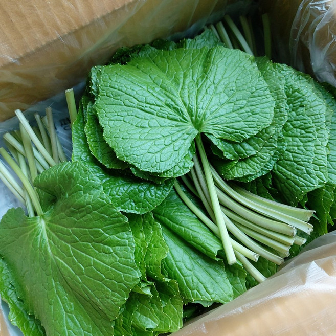 국내산 고추냉이잎 와사비잎 쌈채소 생와사비 고추냉이생채, 500g, 1박스