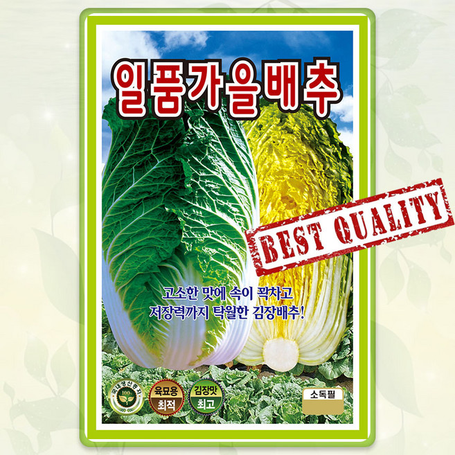 일품가을 김장배추 씨앗(1000립) 휘파람 고소한 맛 저장력 종자 씨 영웅, 1개
