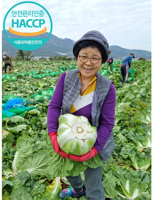 [해풍절임배추] 명인 왈 해풍맞은 배추로 김장을 해야 묵은지가 맛있다 해썹 해남절임배추 [최소이틀뒤요일선택필수], 화요일출고수요일도착, 1박스, 20kg