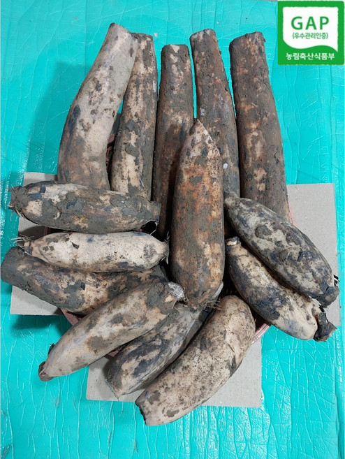 오빠연근 반야월 찰땅 파지연근, 1박스, 파지 모듬(암수) 3kg