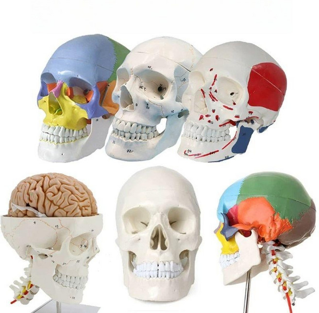 해골 모델 해부학 드로잉 인체골격 스케치 미술 해부 소품 인테리어 골격표본, 내추럴 대형