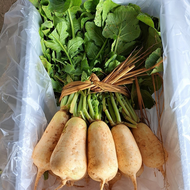 황토 알타리 총각무, 5kg, 1개