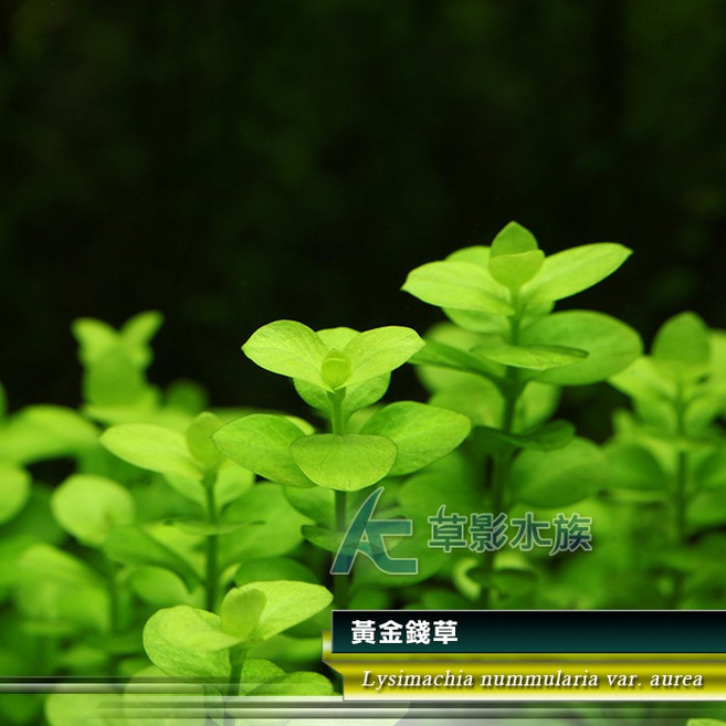 AC草影黃金錢草 (水上葉) 招財水草 不需CO2 魚缸造景水生植物, 1個