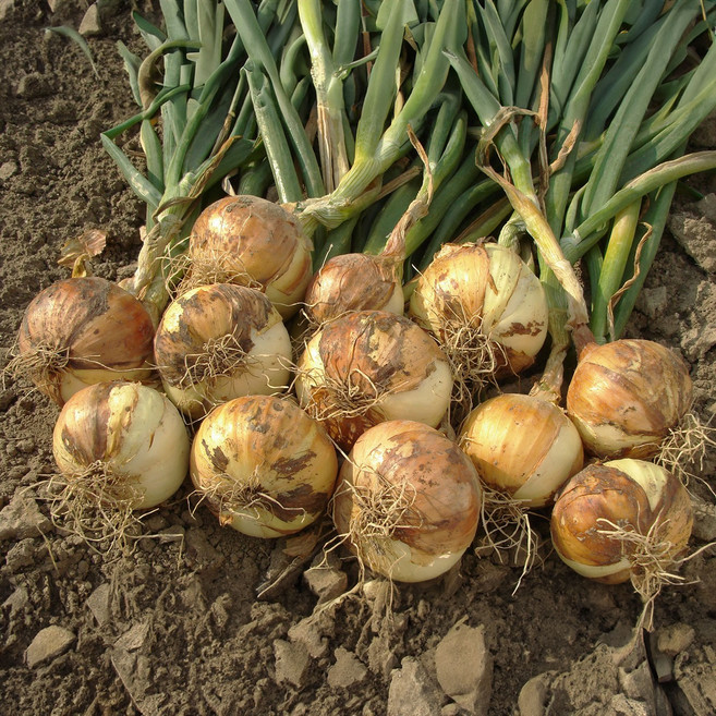 단단한 국내산 양파 5kg, 1박스, 양파 5kg 특