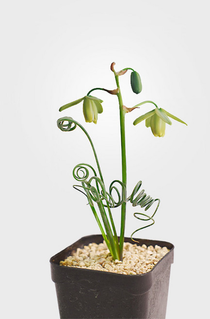 마이플랜트 알부카 스피랄리스 미니 다육식물, 1개, 단일