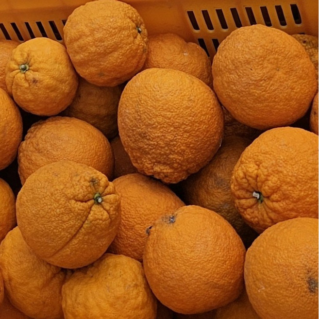 제주토종유자 댕유자 생 유자 열매, 1박스, 3kg