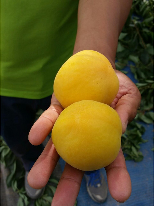 향수팜 플럼코트 (자두x살구) 심포니 접목2년생 분묘