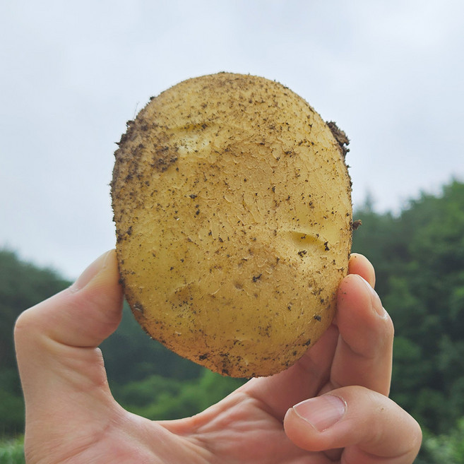 [산지직송]25년 햇감자 강원도 포슬포슬 두백감자 3 5kg 크기별 식이섬유 저칼로리, 특3kg, 1개