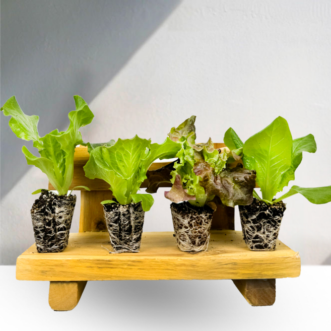 상추모종 6개 / 텃밭 쌈 채소 대량구매 / 티움육묘장, 꽃상추 선풍포찹