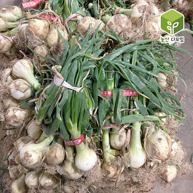 국내산 햇 잎양파 줄기양파 4kg 내외, 1개, 단품