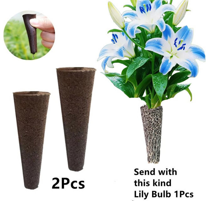 무토양 수련 구근 재배세트 (아마릴리스), F, 1개