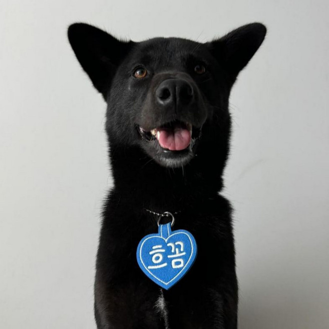 콜마이네임 무지개하트 네임택 강아지 대형견 자수 이름표 인식표, 1개, 파란색-BLUE