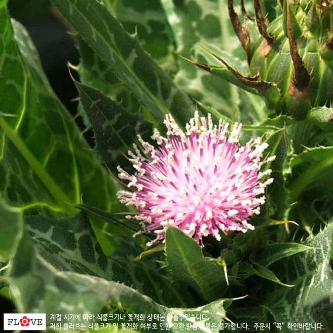 밀크시슬, 1개 - 쿠팡
