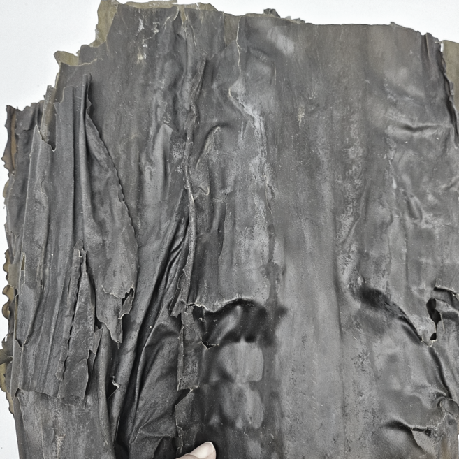 파지다시마, 1kg, 1개