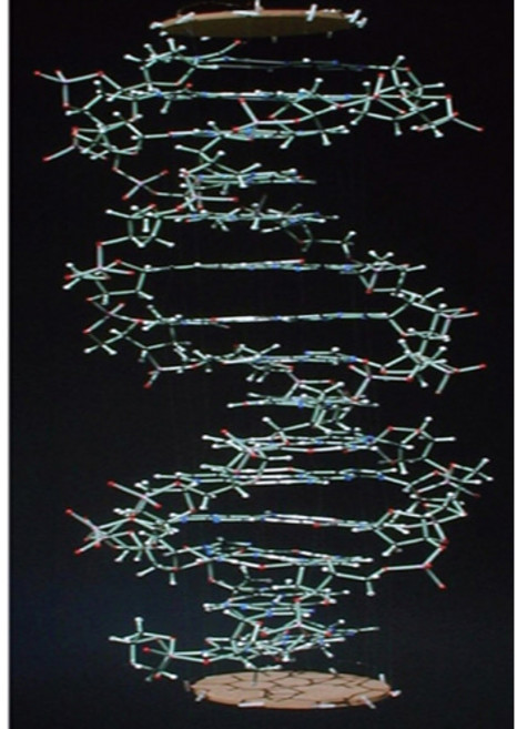 미니DNA구조모형, 1개