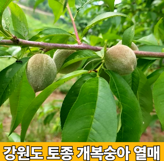 자연산 국내산 야생 토종 청정 햇 게 개봉숭아 산복숭아 돌복숭아 개복숭아 열매 구입 효소 절임 담금 청 액기스 만들기 5kg 10kg