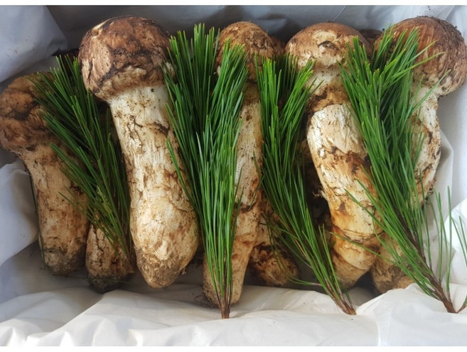 2022년 국산 자연산 송이 버섯 1등품 1kg 추석 선물 세트 국내산 자연송이 명절 백화점 선물 세트, 자연산 송이버섯 1KG 1등품, 1개